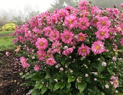 Fall In Love Sweetly Anemone, Pink Flowers, Anemone Hybrid
Proven Winners
Sycamore, IL