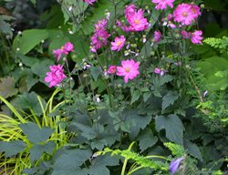 Fall In Love Sweetly Japanese Anemone, Anemone Flowers
Garden Design
Calimesa, CA