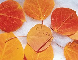 Fall Leaves, Quaking Aspen
Garden Design
Calimesa, CA