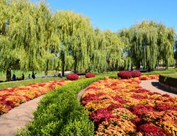 Fall Mums, Mass Planting, Chicago Botanic Garden
Dreamstime
