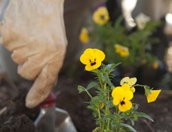 Fall Planting, Planting Annuals, Yellow Pansies
Alamy Stock Photo
Brooklyn, NY