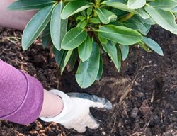 Fall Planting, Shrub Planting, Rhododendron
Alamy Stock Photo
Brooklyn, NY