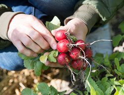 Fall Planting, Vegetable Planting, Radishes
Alamy Stock Photo
Brooklyn, NY