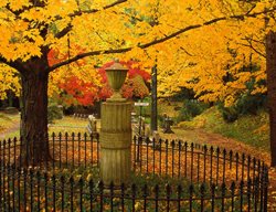 Fall, Sugar Mapel 
Garden Design
Calimesa, CA