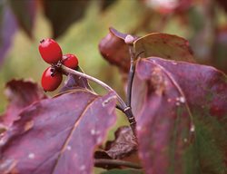 Fall Tree, Dogwood, Cornus Florida
Garden Design
Calimesa, CA