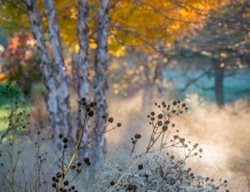 Fall Tree
Garden Design
Calimesa, CA