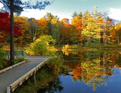Fall Trees
Garden Design
Calimesa, CA