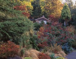 Fall Trees, Seattle Trees
Elizabeth C. Miller Botanical Garden
Seattle, WA