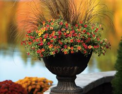 Fall Urn, Fall Planter
Proven Winners
Sycamore, IL