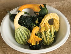 Fall Veggies
Garden Design
Calimesa, CA