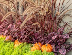 Fall Window Box Display, Sedum, Polka Dot Plant
Proven Winners
Sycamore, IL