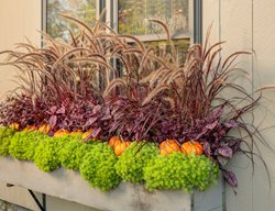 Fall Window Box, Fall Container Plants
Proven Winners
Sycamore, IL