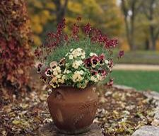 Fallcontainer
Garden Design
Calimesa, CA