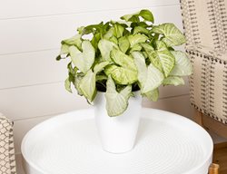 Falling Arrows Snow White Arrowhead Vine, Syngonium Podophyllum
Proven Winners
Sycamore, IL