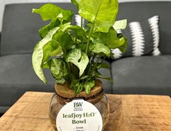 Falling Arrows Snow White In Water Bowl
Proven Winners
Sycamore, IL