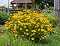 False Sunflower Tuscan Sun In The Garden
Proven Winners
Sycamore, IL
