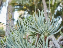 Fan Aloe, Aloe Plicatilis
Garden Design
Calimesa, CA