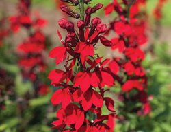 Fan Scarlet Cardinal Flower, Cardinal Flower, Red Flowers
Proven Winners
Sycamore, IL