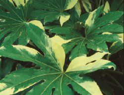 Fatsia
Garden Design
Calimesa, CA