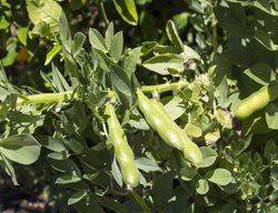 Fava Bean Plant, Fava Beans
Shutterstock.com
New York, NY