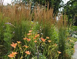 Feather Reed Grass, Calamagrostis Acutifolia
Garden Design
Calimesa, CA