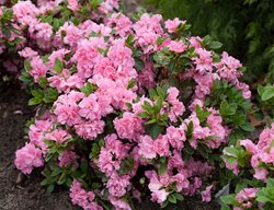 Feed Azaleas & Plant More
Garden Design
Calimesa, CA
