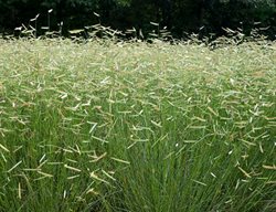 Feed & Cut Back Ornamental Grasses
Garden Design
Calimesa, CA