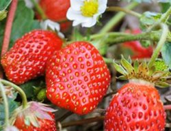Feed Strawberries
Garden Design
Calimesa, CA