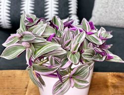 Feeling Flirty Tradescantia, Purple Tradescantia, Tradescantia Hybrid
Proven Winners
Sycamore, IL