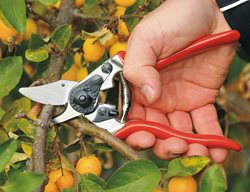Felco Pruners, Hand Pruners
Garden Design
Calimesa, CA