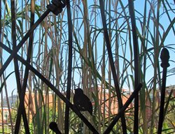 Fence Detail Spring Gardens Community Garden
Garden Design
Calimesa, CA