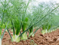 Fennel Plant, Foeniculum Vulgare
Shutterstock.com
New York, NY