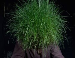 Feodor
Garden Design
Calimesa, CA