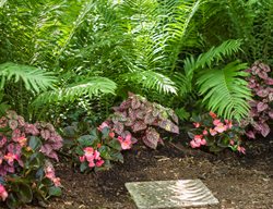 Fern Border, Fern Plants, Shade Plants
Proven Winners
Sycamore, IL