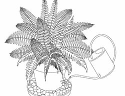 Fern Care
Garden Design
Calimesa, CA