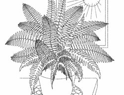 Fern Care, Light
Garden Design
Calimesa, CA