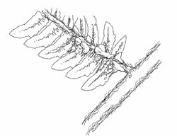 Fern Care, Pests
Garden Design
Calimesa, CA