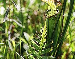Fern
Garden Design
Calimesa, CA