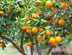 Fertilize Citrus Trees
Garden Design
Calimesa, CA