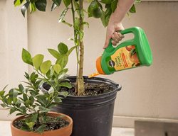 Fertilize Trees & Shrubs&mdash;especially Citrus & Avocado
Garden Design
Calimesa, CA