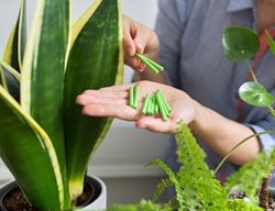 Fertilizing Houseplant
Shutterstock.com
New York, NY