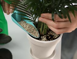 Fertilizing Houseplants
Shutterstock.com
New York, NY