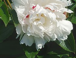Festiva Maxima, White Peony
Shutterstock.com
New York, NY