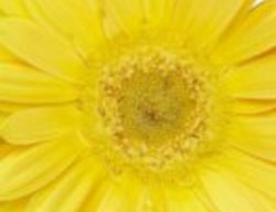 Festival Lemon Yellow Gerbera Daisy, Gerbera Jamesonii
Proven Winners
Sycamore, IL