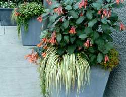 Fiberglass Planter, Container Garden
Garden Design
Calimesa, CA
