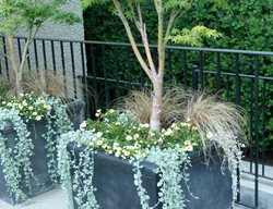  Fiberglass Planter, Container Gardner
Garden Design
Calimesa, CA