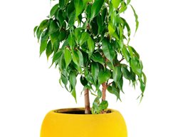Ficus Benjamina, Weeping Fig Tree, Indoor Tree
Shutterstock.com
New York, NY