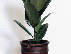 Ficus Elastica, Tall Houseplant
Shutterstock.com
New York, NY