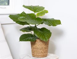 Ficus Umbellata. Lily Pads Umbrella Fig Tree
Proven Winners
Sycamore, IL