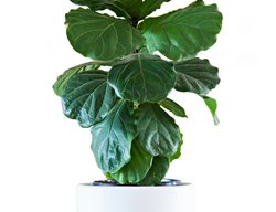 Fiddle Leaf Fig In Pot, Fiddle Leaf Fig Tree
Shutterstock.com
New York, NY